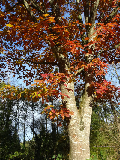[Un chêne rouge en automne]